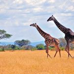 2-accessible-madrid-reduced-mobility-disabled-handicapped-wheelchair-travel-south-africa-jiraffe
