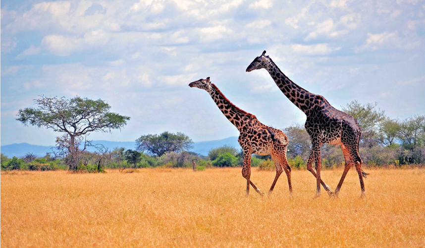 2-accessible-madrid-reduced-mobility-disabled-handicapped-wheelchair-travel-south-africa-jiraffe